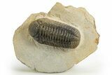 Detailed Austerops Trilobite - Nice Eye Facets #312775-5